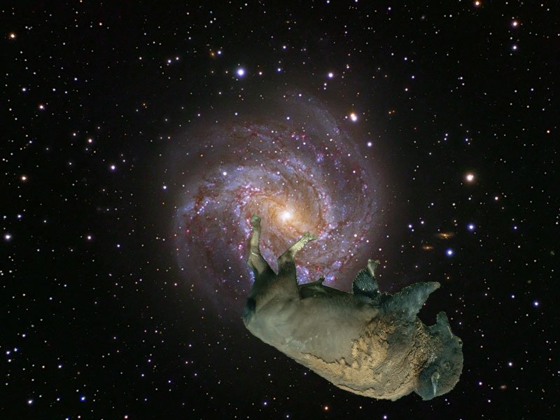 Space Bison